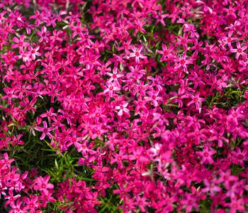 Bio Polster-Phlox 'McDaniels's Cushion'