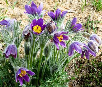 Bio Gemeine Küchenschelle, lila