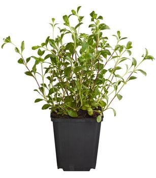 Bio Rotes Teppich-Seifenkraut