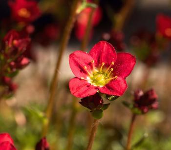 Bio Moos-Steinbrech, rot