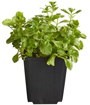 Bio Teppich-Fetthenne 'Purpur Winter'