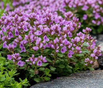 Bio Bodendecker-Thymian