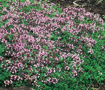 3 x Feld-Thymian von Dehner, Pink / Lila - Mindestbestellmenge: 3 Stk.