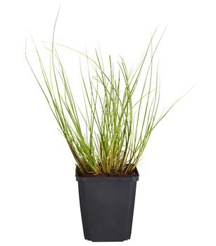 Bio Lampenputzergras 'Hameln'