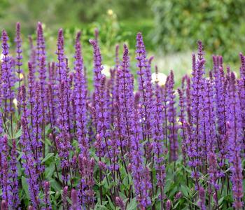 Bio Blüten-Salbei 'Caradonna'
