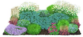 Bio Stauden-Set Beet im Halbschatten, 24-teilig