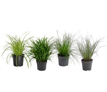 Gräser-Set Natürlicher Schatten, 4-teilig