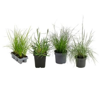Gräser-Set Kleine Gräser, 4-teilig