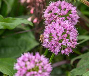 Bio Sommer-Zierlauch 'Millenium'