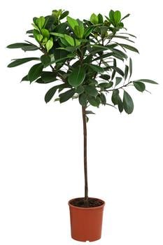 Afrikanische Feige - Ficus cyathistipula von Dehner, Dunkelgrün
