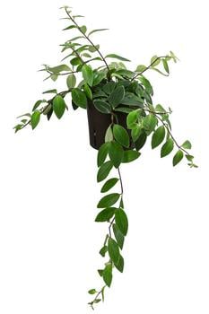 Schamblume - Aeschynanthus lobbianus, Hydrokultur