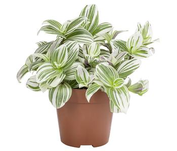 Dreimasterblume - Tradescantia zebrina 'Brightness'