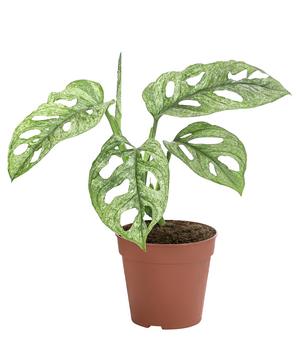 Fensterblatt - Monstera adansonii 'Mint'