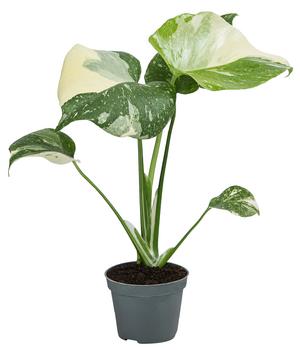 Fensterblatt - Monstera minima/Rhaphidophora | Dehner