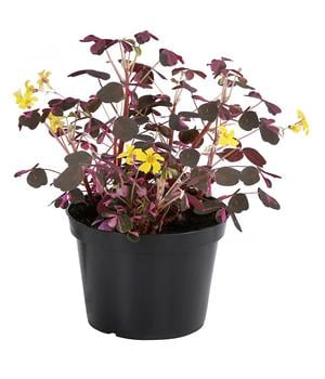 Sauerklee - Oxalis vulcanicola 'Plum'