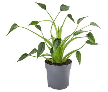 Pfeilblatt - Alocasia cultivars 'Tiny Dancer'