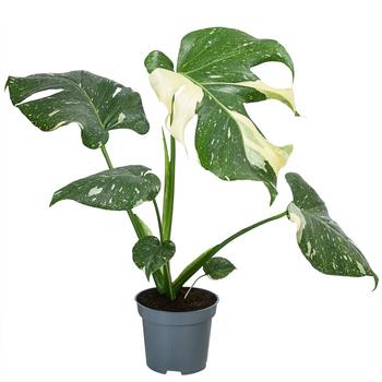 Fensterblatt - Monstera deliciosa 'Thai Constellation', panaschiert