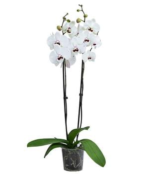 Schmetterlingsorchidee - Phalaenopsis cultivars 'Reyoung Prince'