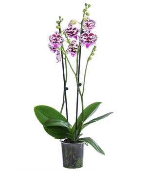 Schmetterlingsorchidee - Phalaenopsis cultivars 'Signature Speechless Elegance'