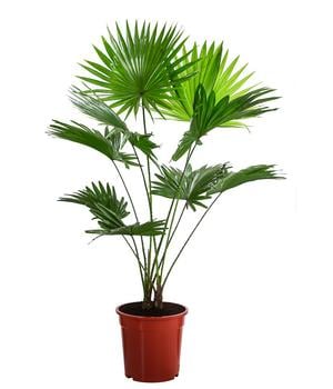 Rundblättrige Schirmpalme - Livistona rotundifolia