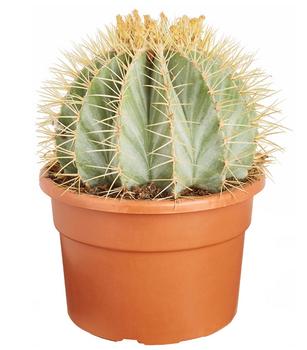 Ferokaktus - Ferocactus glaucescens