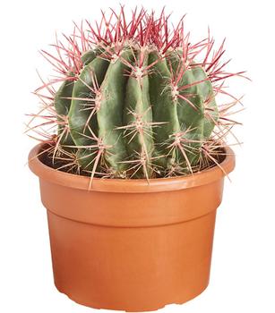 Ferokaktus - Ferocactus stainesii