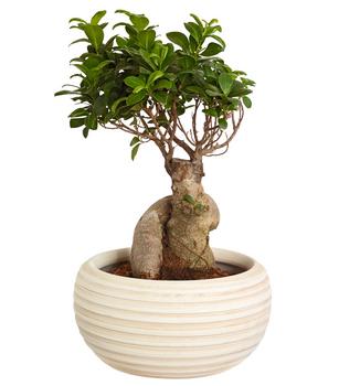 Chinesische Feige - Ficus microcarpa 'Ginseng', in Keramik, verschiedene Farben