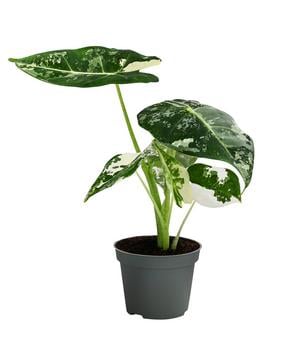 Pfeilblatt - Alocasia micholitziana 'Frydek' variegata, panaschiert