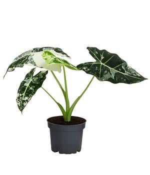 Pfeilblatt - Alocasia micholitziana 'Frydek' variegata, panaschiert