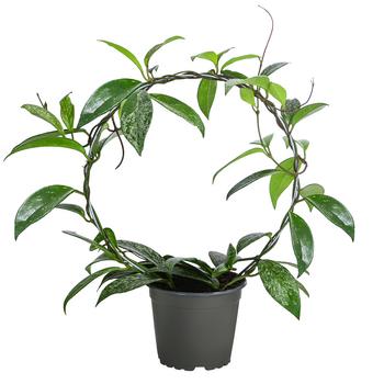 Wachsblume - Hoya pubicalyx 'Silver Spot' von Dehner, Grün, Weiß
