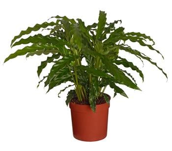 Korbmarante - Calathea 'Bluegrass'