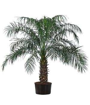 Zwergdattelpalme - Phoenix roebelenii, Hydrokultur von Dehner, Grün