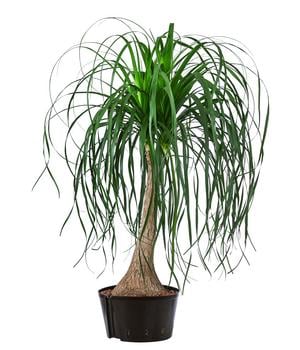 Elefantenfuß - Beaucarnea recurvata, Hydrokultur von Dehner, Grün