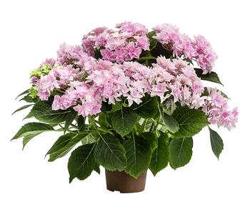 Hortensie - Hydrangea macrophylla 'Floria'