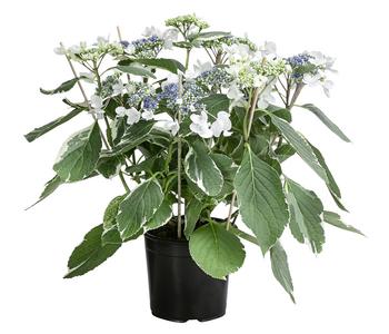 Teller-Hortensie - Hydrangea macrophylla 'Hovariegata'