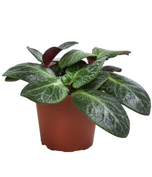 Bio Dickblatt - Crassula multicava