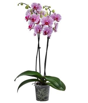 Schmetterlingsorchidee - Phalaenopsis cultivars 'Pandora'