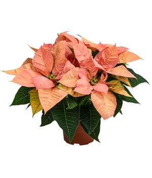 Weihnachtsstern - Euphorbia pulcherrima 'Aquarell'