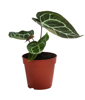 Herzblattblume - Anthurium crystallinum