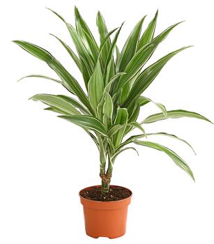 Drachenbaum - Dracaena deremensis, verschiedene Sorten