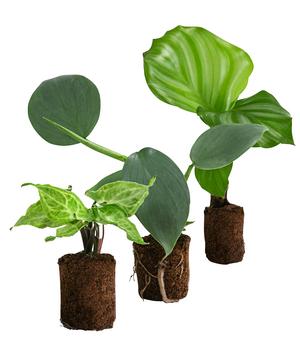 Jungpflanzen-Set Blattschmuck, 3-teilig