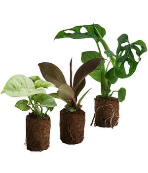Jungpflanzen-Set Dschungel, 3-teilig