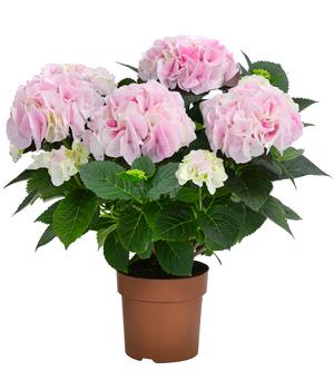 Hortensie - Hydrangea macrophylla 'Diamond'