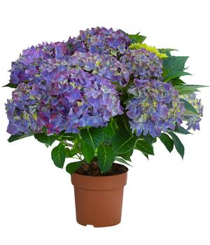 Hortensie - Hydrangea macrophylla 'Hi Ocean Blue'