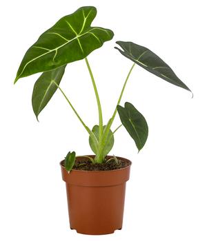 Pfeilblatt - Alocasia micholitziana 'Frydek'