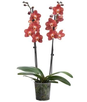 Schmetterlingsorchidee - Phalaenopsis cultivars 'Horizon'