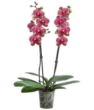 Schmetterlingsorchidee - Phalaenopsis cultivars 'Sesame'