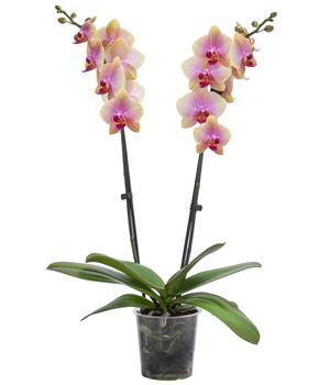 Schmetterlingsorchidee - Phalaenopsis cultivars 'Avatar'