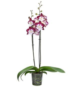 Schmetterlingsorchidee - Phalaenopsis cultivars 'Tinkerbell'