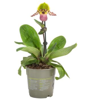 Frauenschuh - Paphiopedilum compley hybride cultivars 'Pinocchio'
